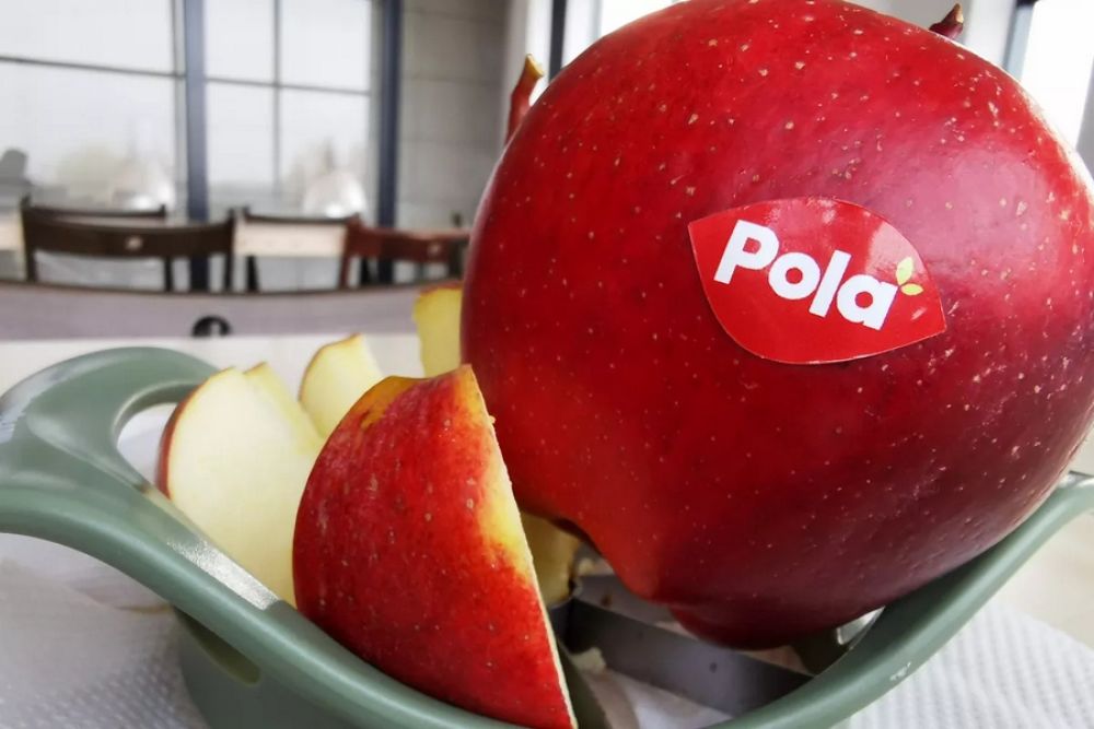 Pola is eerste conceptras in Polen