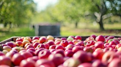 Slightly more apples in the southern hemisphere