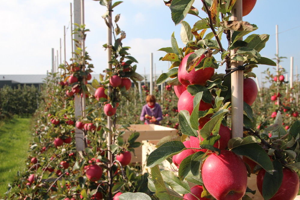 EU apple and pear crop revised downwards