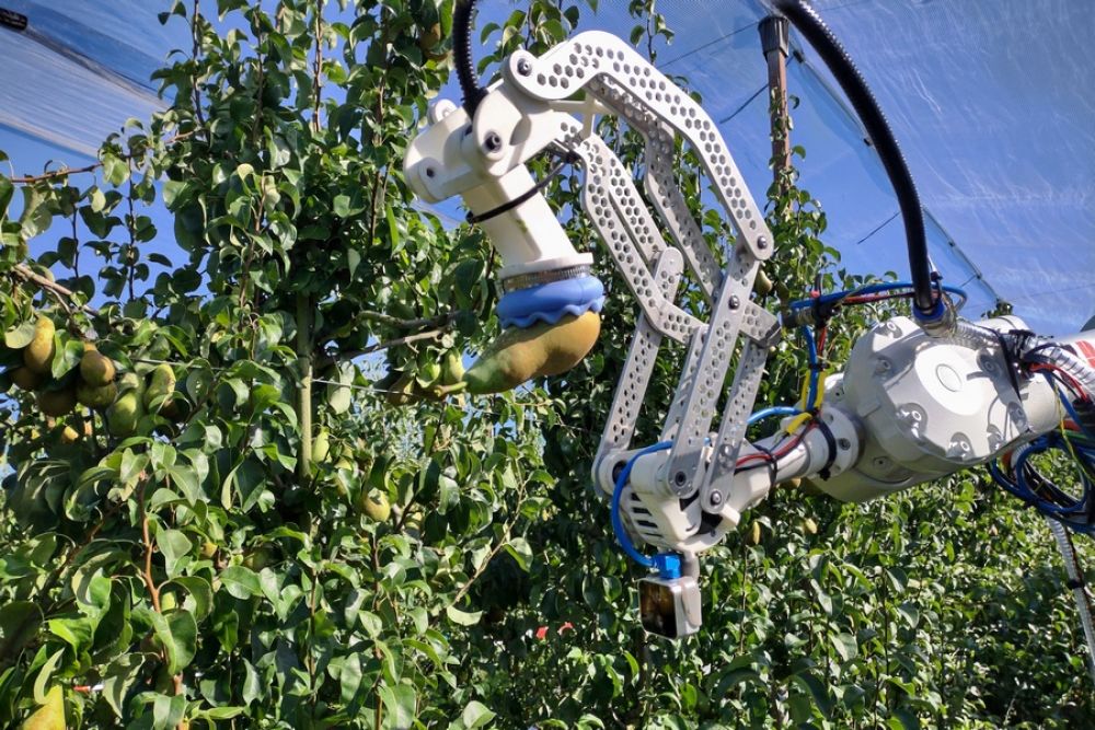 Pear gripper detects and harvests fruits without damage