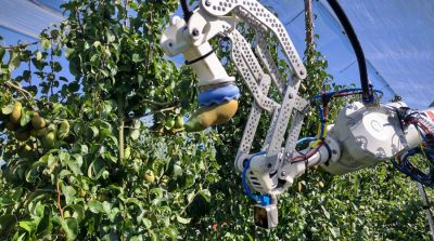 Perengrijper detecteert en oogst vruchten zonder beschadigingen