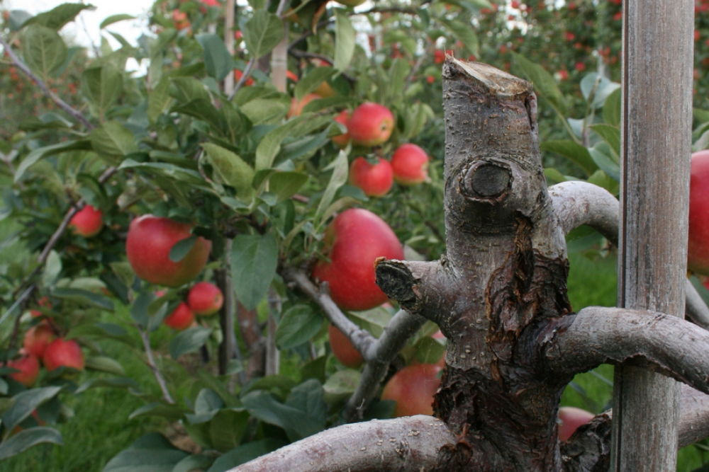 Fruit tree canker problem for the whole chain