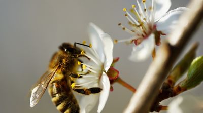 Wildbienen verbessern die Best&auml;ubungsleistungen von Honigbienen