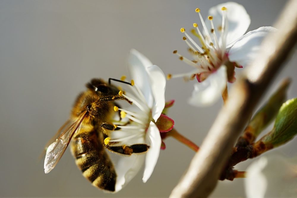 Wilde bijen verbeteren de bestuivingsbijdrage van honingbijen