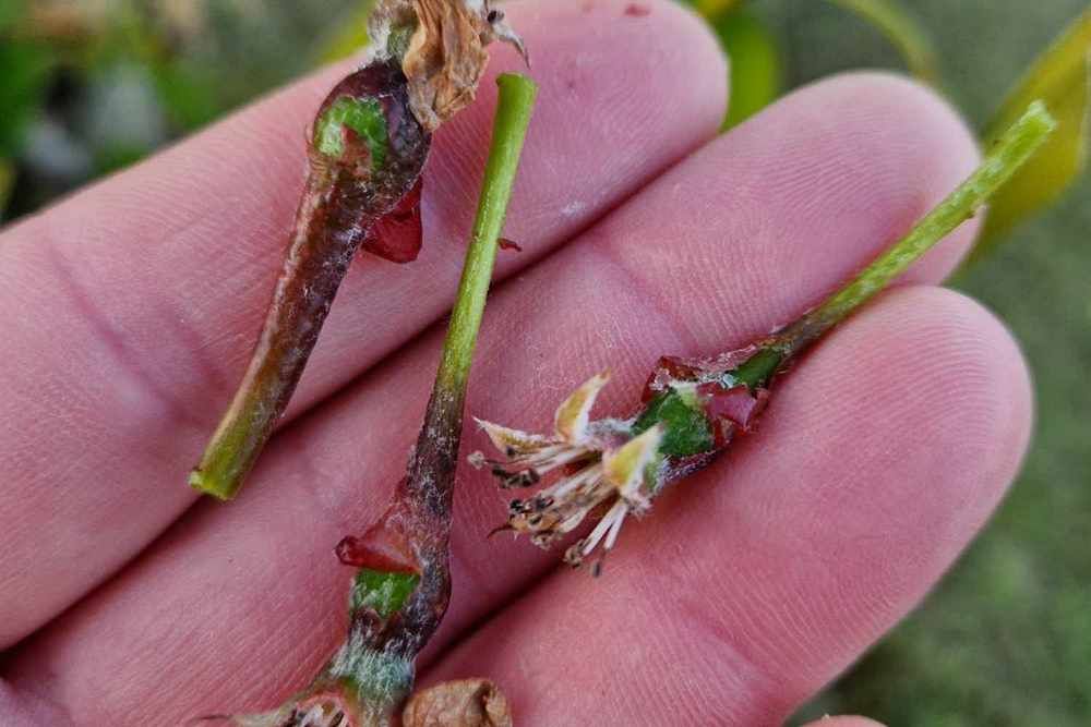 Spring frost seriously affects especially Poland