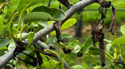 Pseudomonas reduces Belgian pear crop