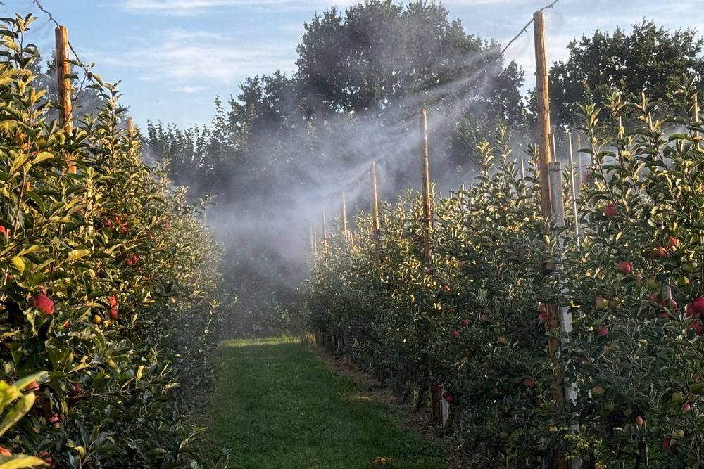 Bomen benevelen om te koelen