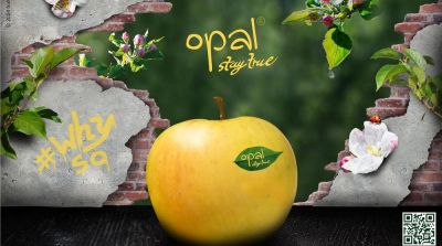 Record crop apple club variety opal&reg;