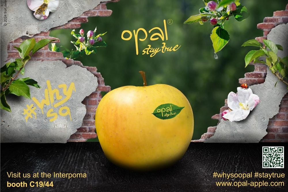 Record crop apple club variety opal&reg;