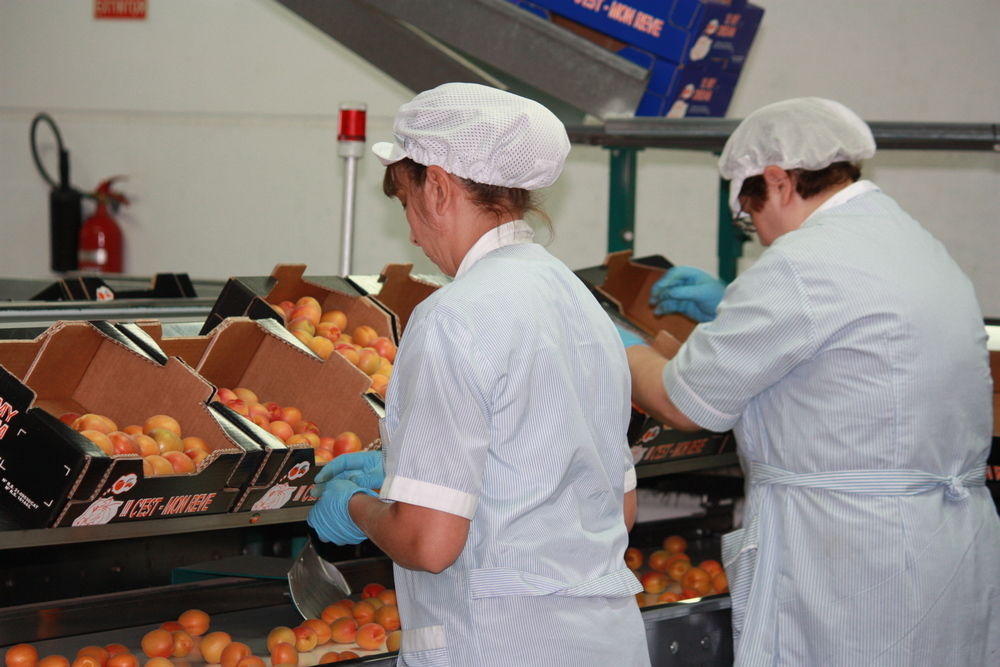 Europese oogstraming van abrikozen