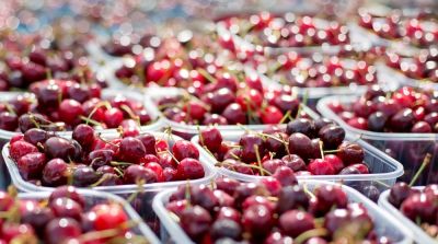 French cherry crop bigger than in the past few years