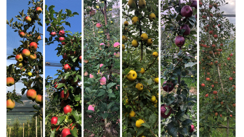Op zoek naar de gezondste appelrassen