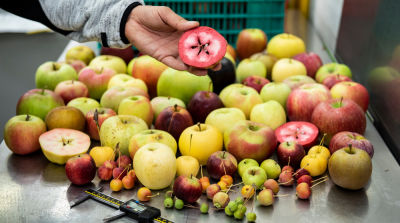 Auf der Suche nach den ges&uuml;ndesten Apfelsorten