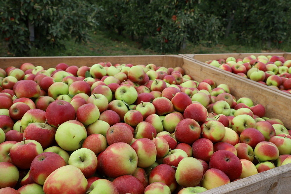Geen 10,46 maar 7 miljoen ton appels in de EU