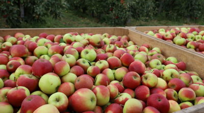 No 10.46 but only 7 million tonnes of apples in the EU