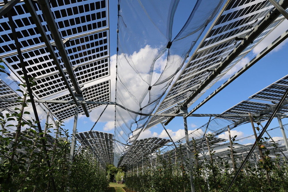 Onderzoek naar teelt onder zonnepanelen