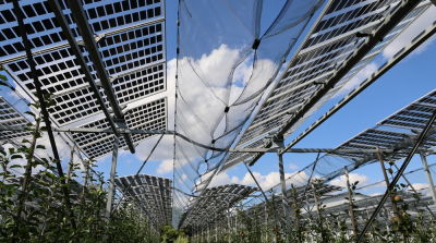 Research into growing under solar panels