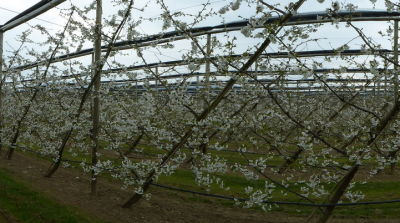 Drapeau system in fruit growing proves successful