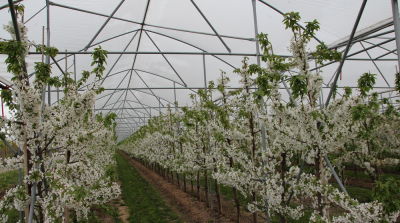 Frost protection measures in fruit growing are essential &ndash; new test results