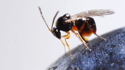 Tackling spotted wing drosophila with Asiatic parasitic wasp