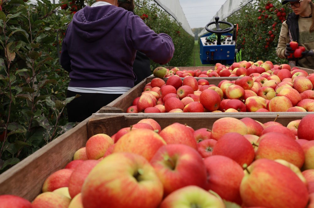 Produktion niederl&auml;ndischer &Auml;pfel und Birnen h&ouml;her als erwartet