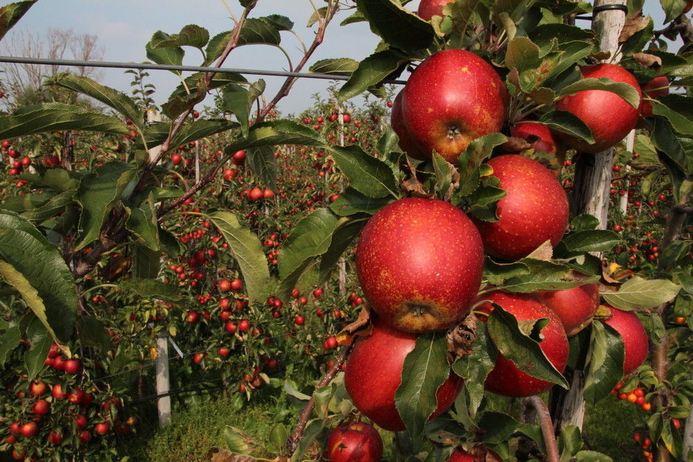 Productie Wellant in Noord-Duitsland neemt komende jaren verder toe