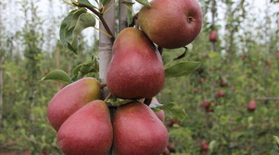 Rassenassortiment peer in beweging