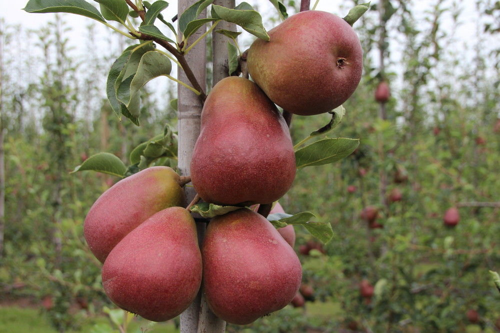 Rassenassortiment peer in beweging