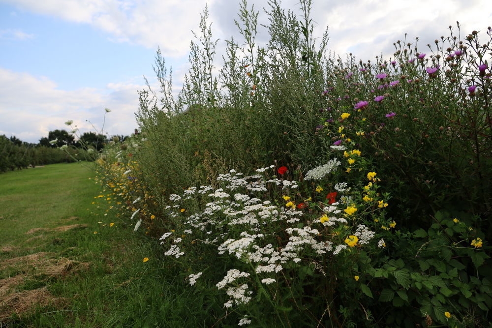 Hagen en bloemstroken in omgeving van boomgaard essentieel voor bestuiving van kersen.