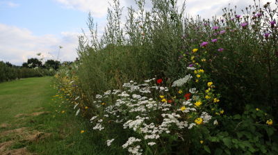 Hecken und Blumenstreifen rund um Obstanlagen essenziell f&uuml;r Best&auml;ubung von Kirschen