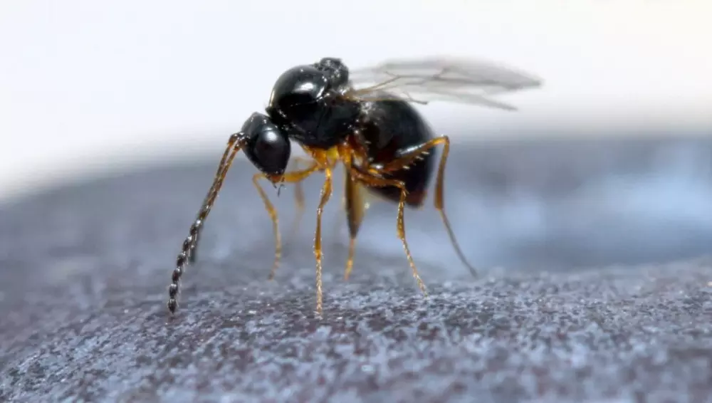 Vijand van Suzukii-fruitvlieg -Leptopilina japonica- nu ook in Nederland gevonden