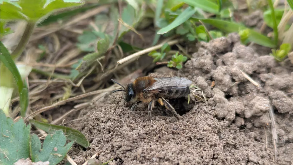Mit der Kamera-Drohne Wildbienennester z&auml;hlen