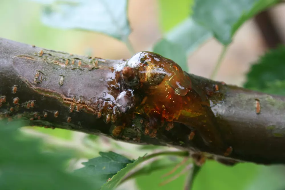 Bestrijding bacteriekanker bemoeilijkt door aanpassingen ziekteverwekker