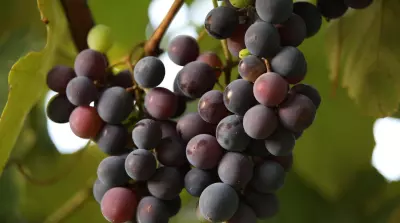 Vom Abfall zum wertvollen Produkt: Traubentrester