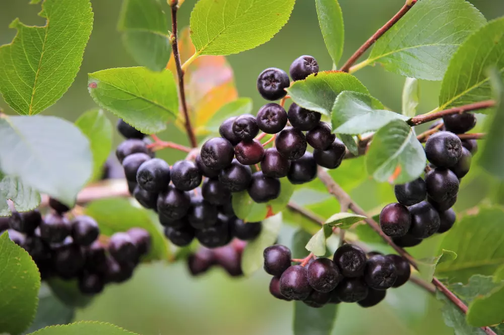 Enorm potentieel voor de &lsquo;superbes&rsquo; Aronia