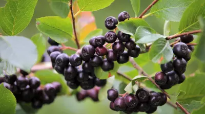 Huge potential for &lsquo;superberry&rsquo; Aronia