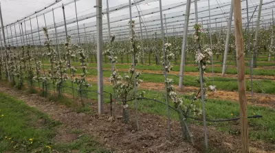 New training system needs tailored planting material