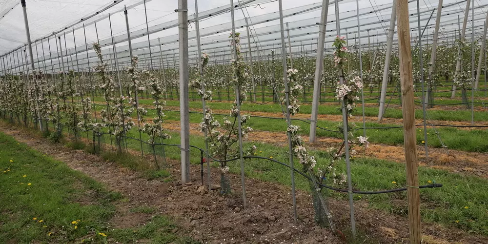 New training system needs tailored planting material