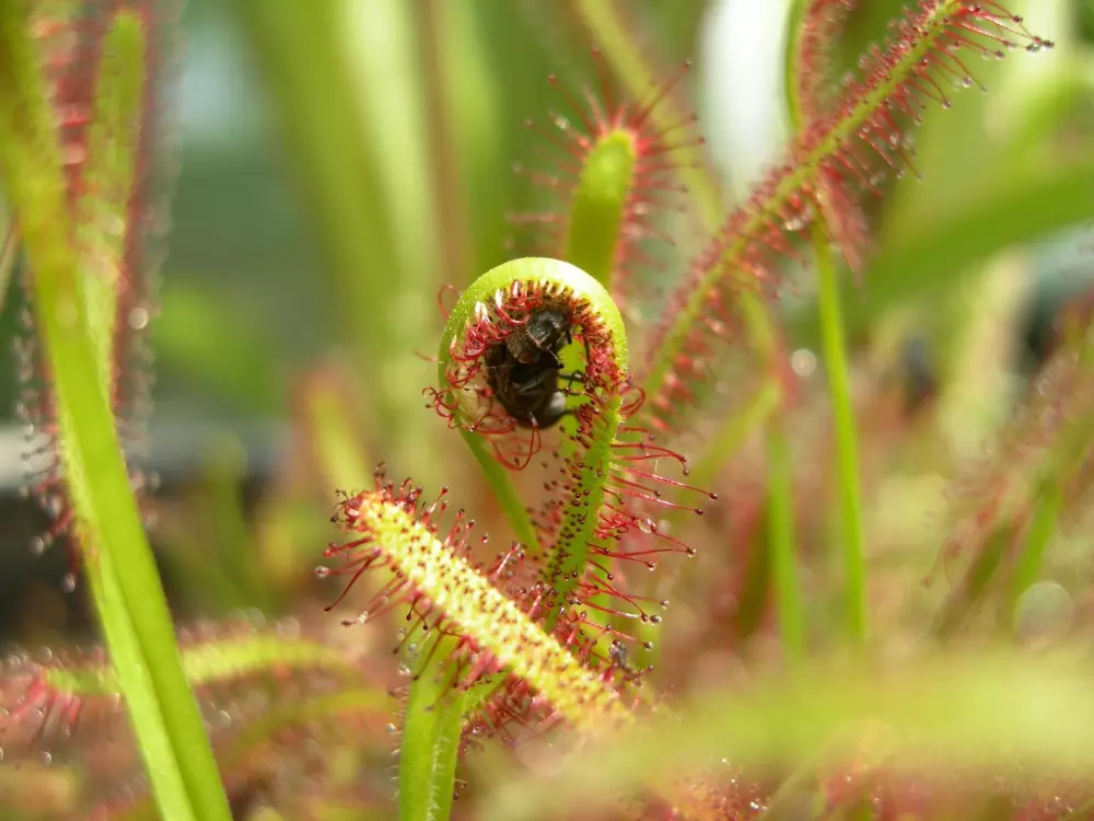 Plagen bestrijden met natuurlijke kleeftechnieken
