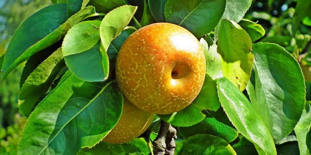 European pears out of favour in China