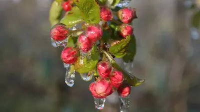 Severe night frost in Poland for the third year in a row