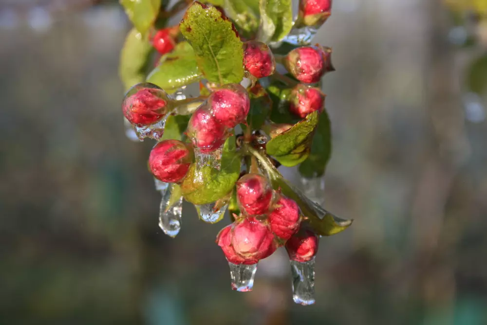 Severe night frost in Poland for the third year in a row