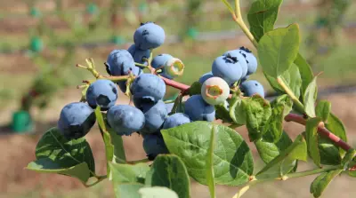 Sharp drop in blueberry prices in China due to increased production
