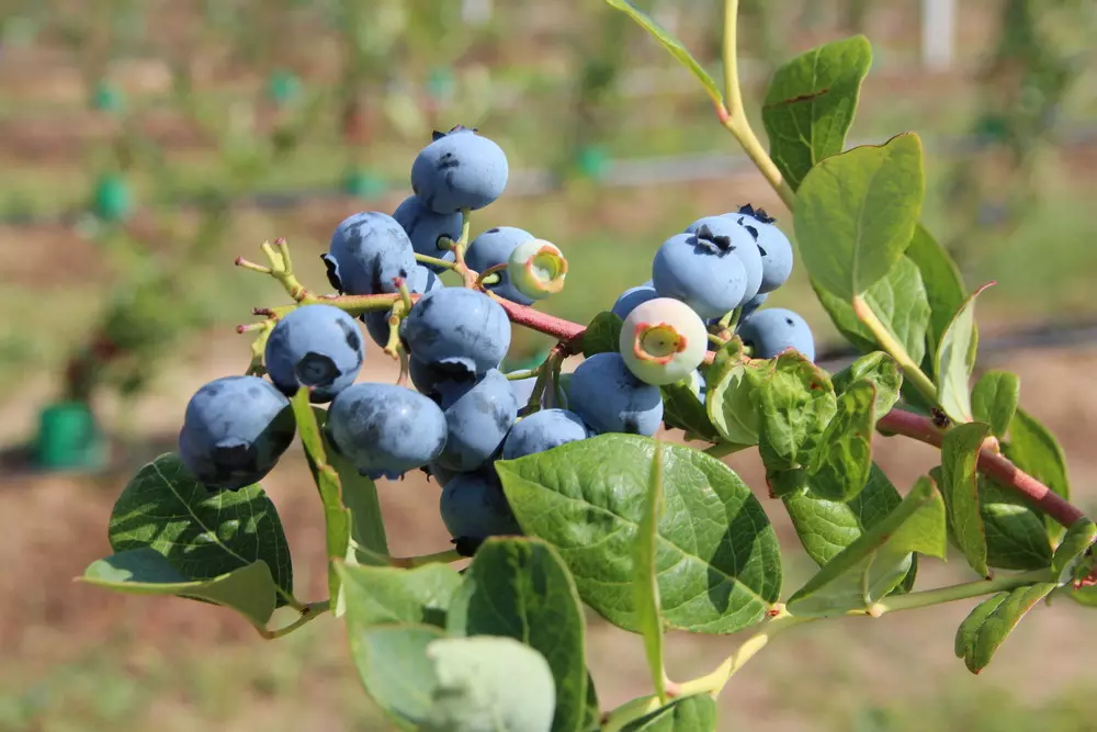 Sharp drop in blueberry prices in China due to increased production