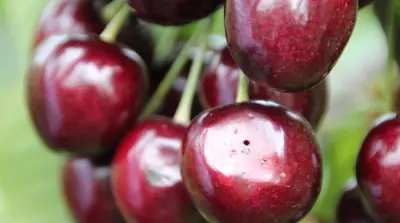Schlupfwespen unterst&uuml;tzen Obstbauern im Kampf gegen Kirschessigfliegen