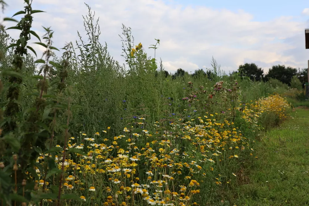 Bodem &lsquo;onthoudt&rsquo; welke planten er groeiden