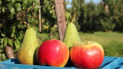 Dutch 2026 crop forecast: fewer apples, more pears
