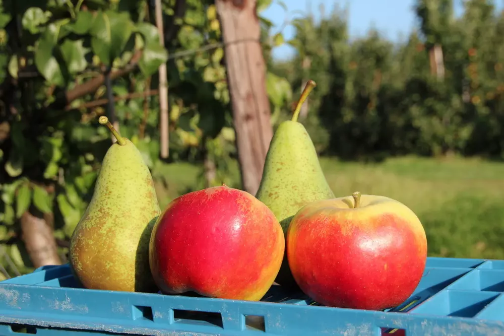 Dutch 2026 crop forecast: fewer apples, more pears