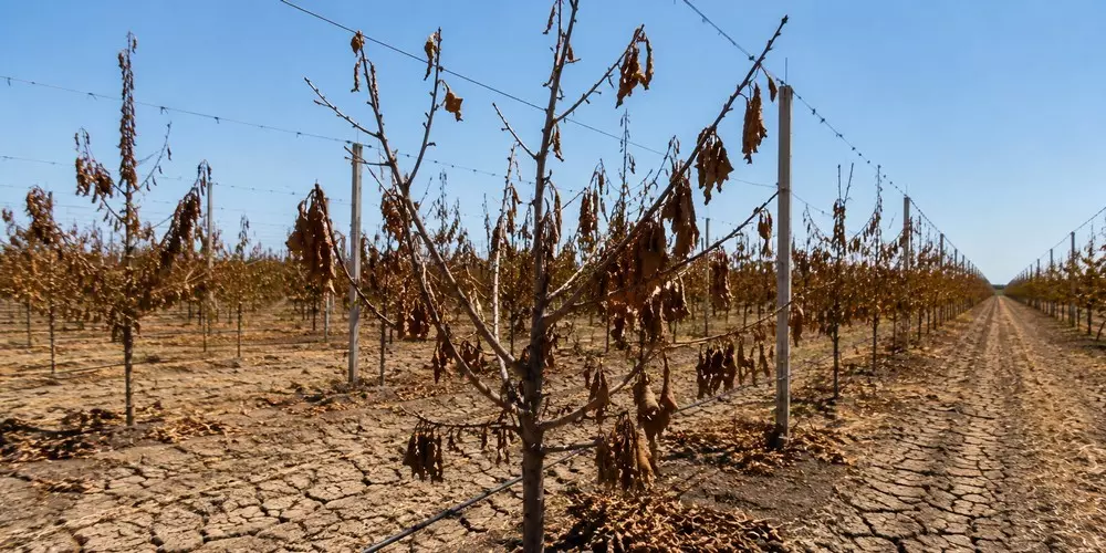Gevolgen van droge zomer ook komende jaren nog merkbaar