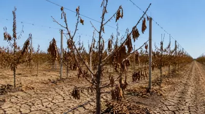 Folgen des trockenen Sommers auch in den kommenden Jahren noch sp&uuml;rbar